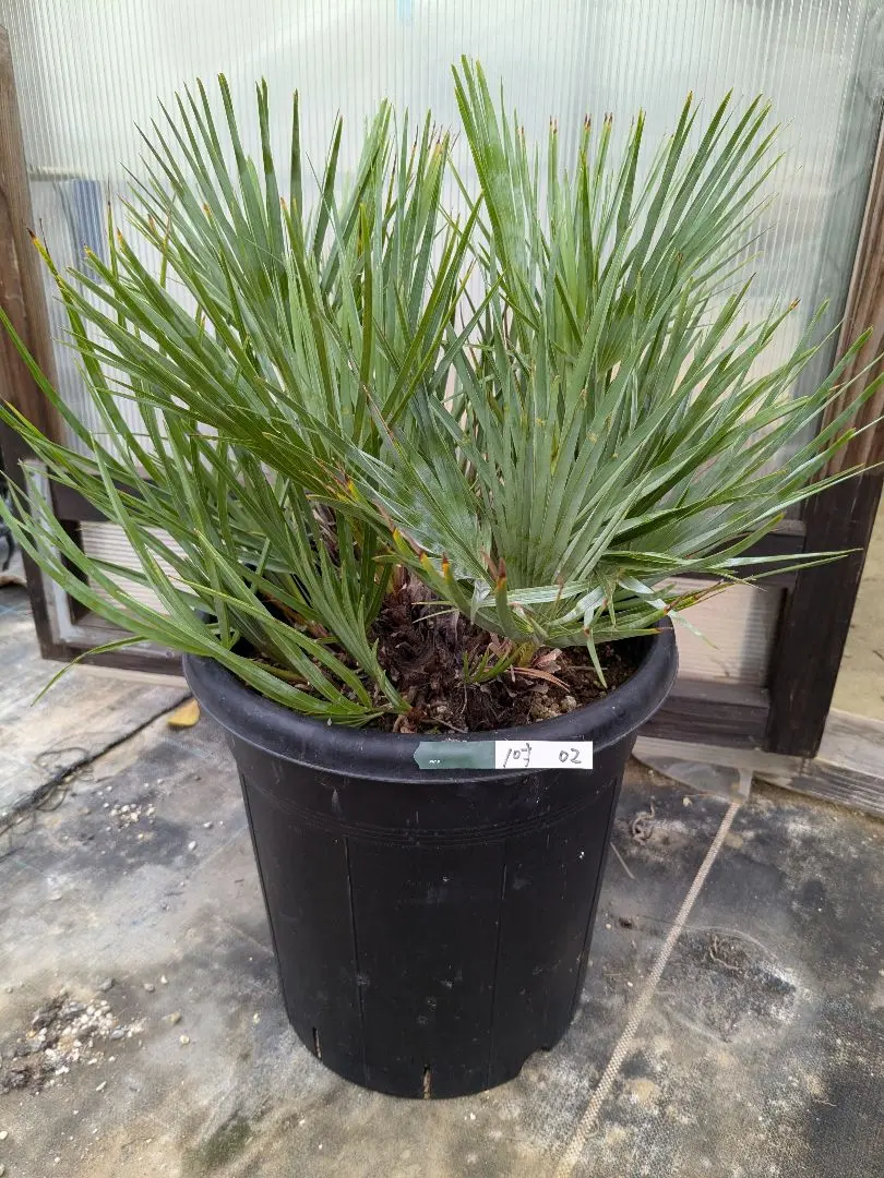 2026年最新】チャメロプスの人気アイテム - メルカリ