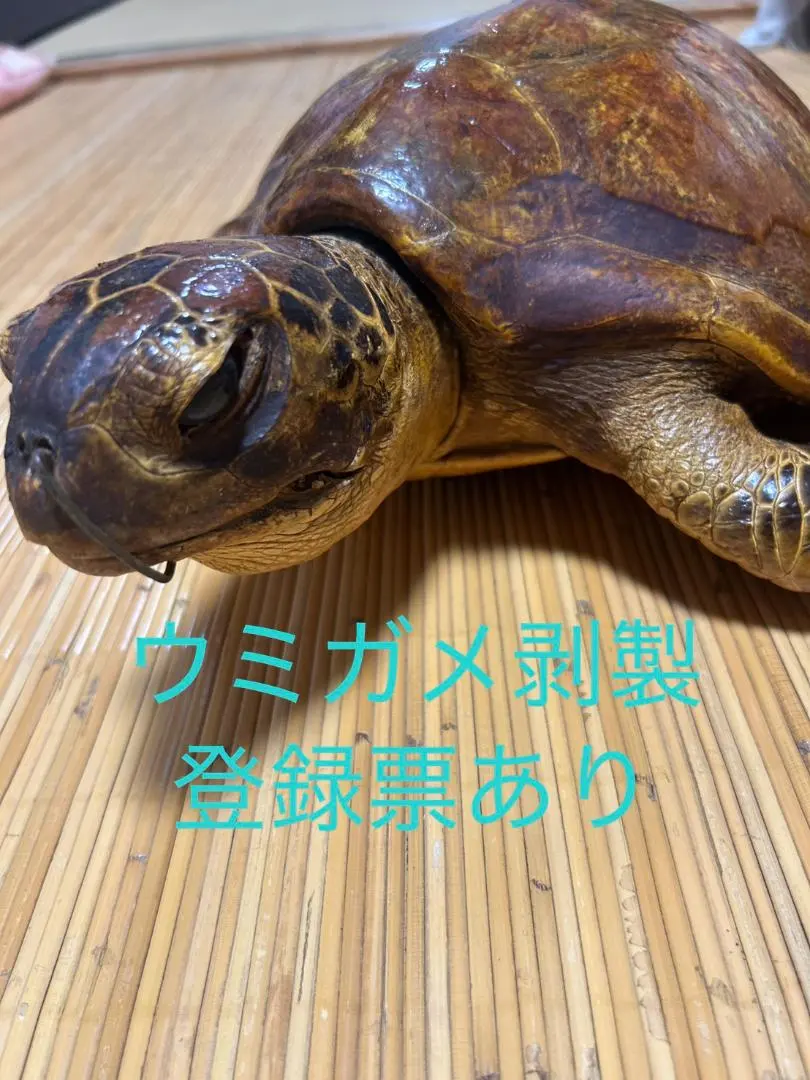 2026年最新】ウミガメ剥製の人気アイテム - メルカリ