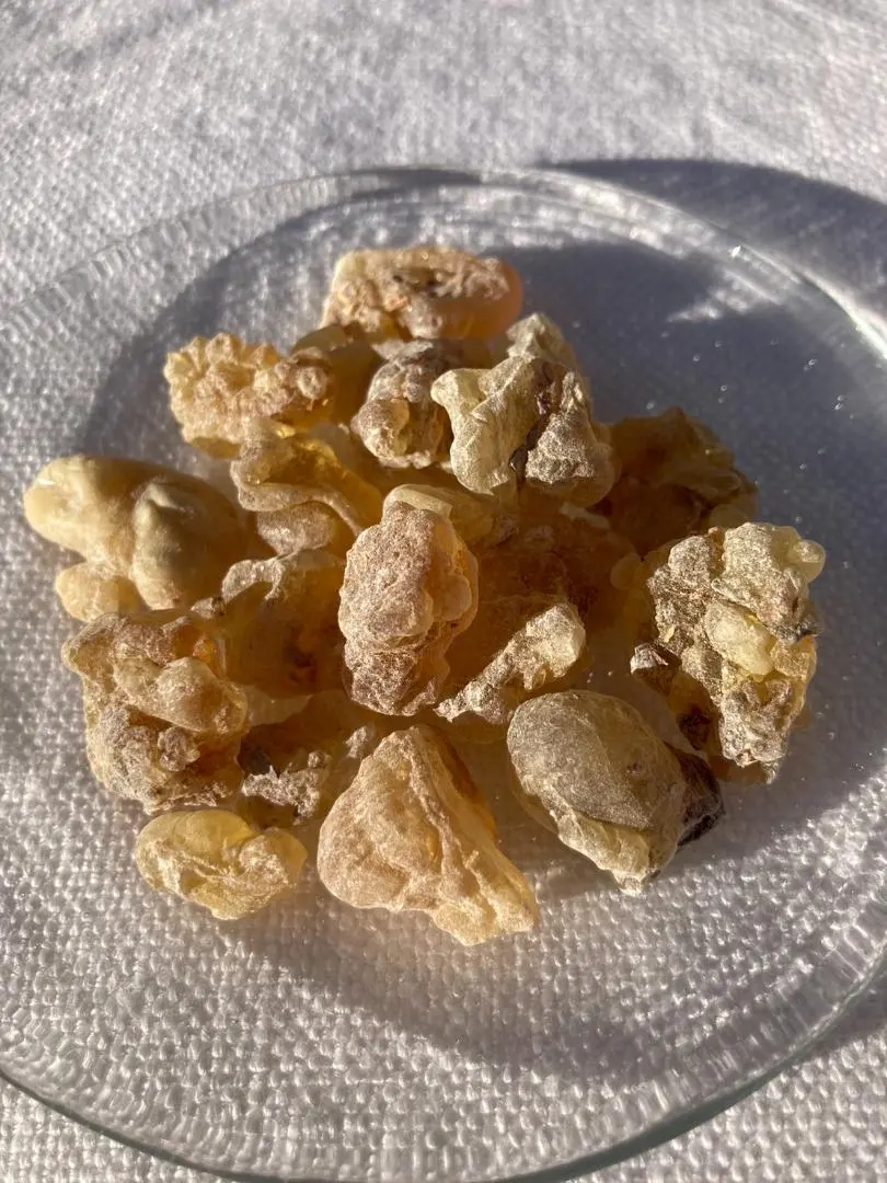 2026年最新】ボスウェリア サクラの人気アイテム - メルカリ