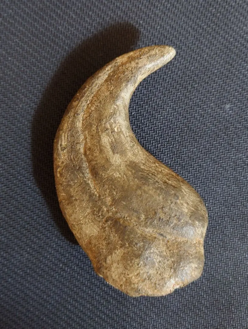 2026年最新】恐竜 爪 化石の人気アイテム - メルカリ