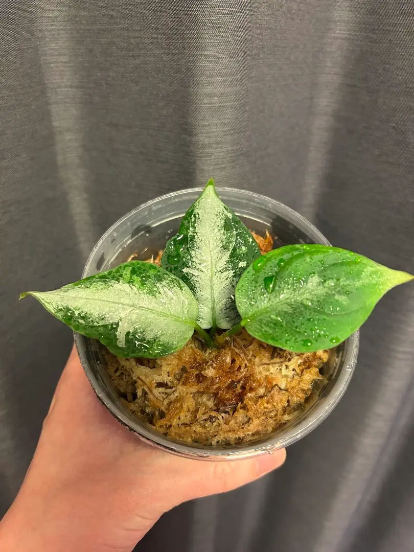 2026年最新】la便 アグラオネマの人気アイテム - メルカリ