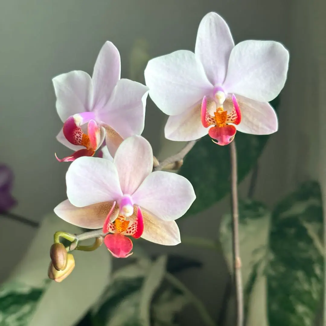 2026年最新】シレリアナの人気アイテム - メルカリ