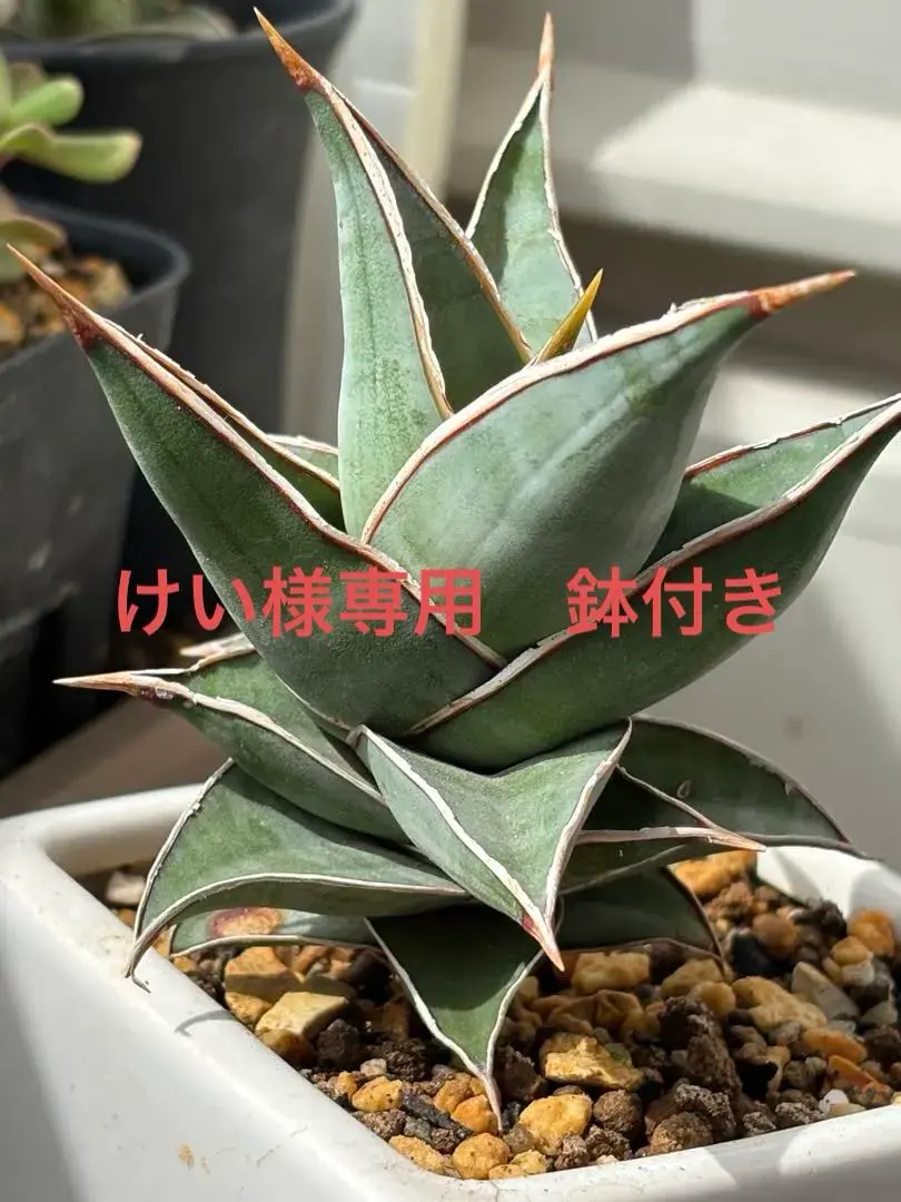 2026年最新】サンスベリア ピングイキュラ 斑入りの人気アイテム