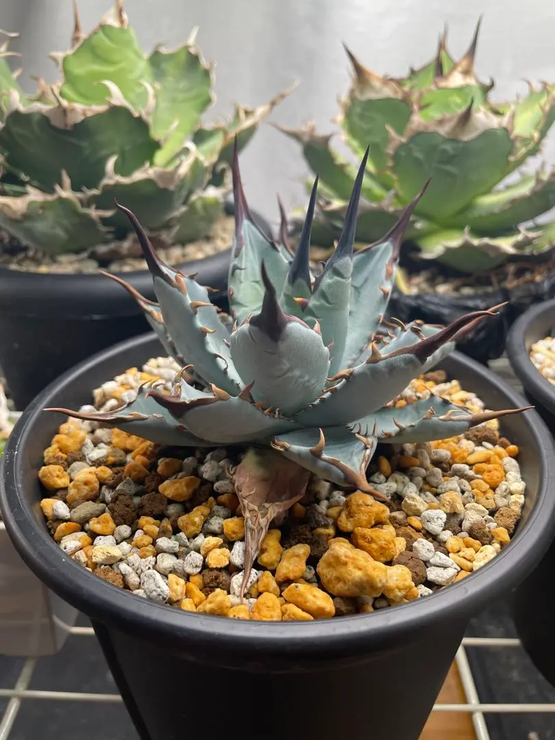 2026年最新】エボリスピナ ハイブリッドの人気アイテム - メルカリ