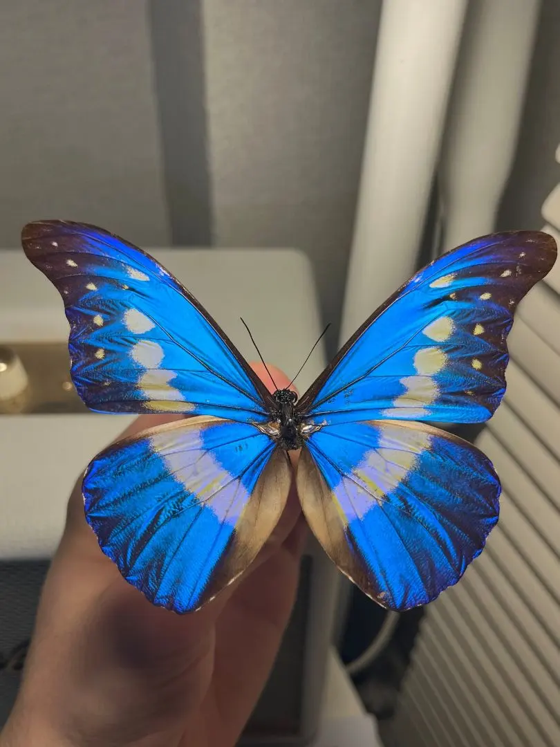 2026年最新】ヘレナモルフォ 標本の人気アイテム - メルカリ