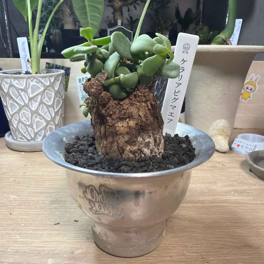 2026年最新】モンスターアガベの人気アイテム - メルカリ