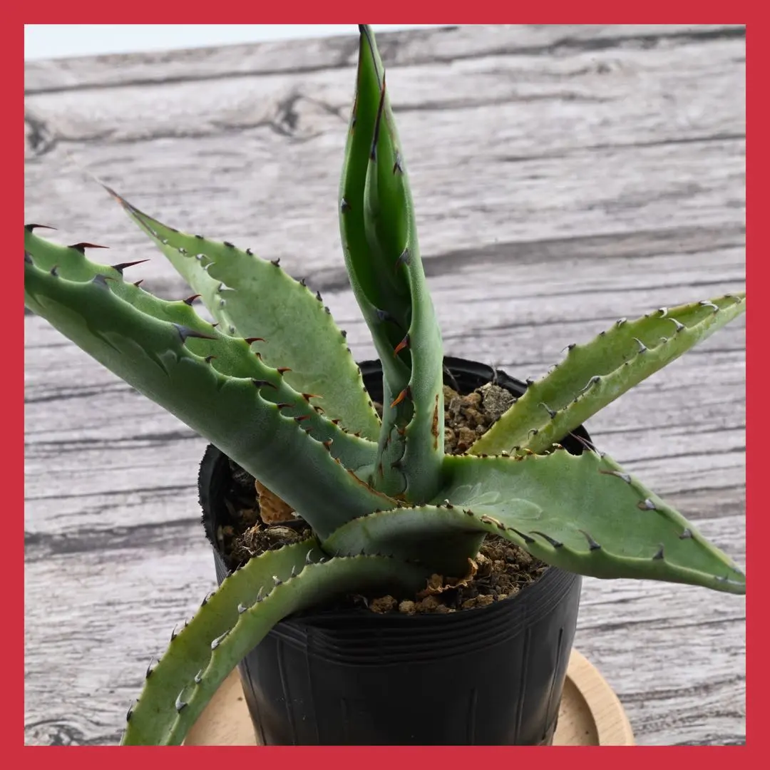 2026年最新】スカブラの人気アイテム - メルカリ