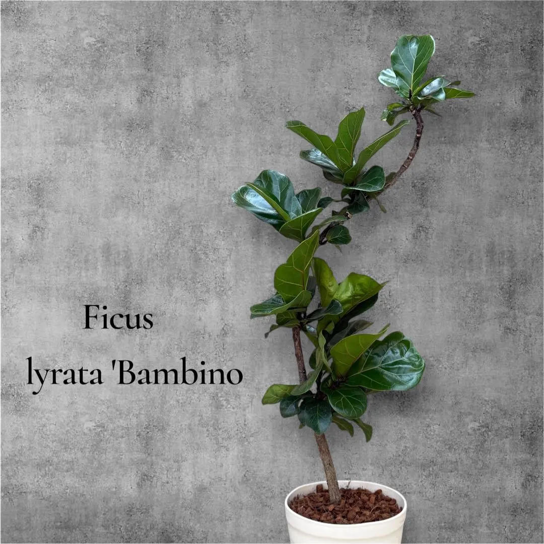 2026年最新】フィカスバンビーノの人気アイテム - メルカリ