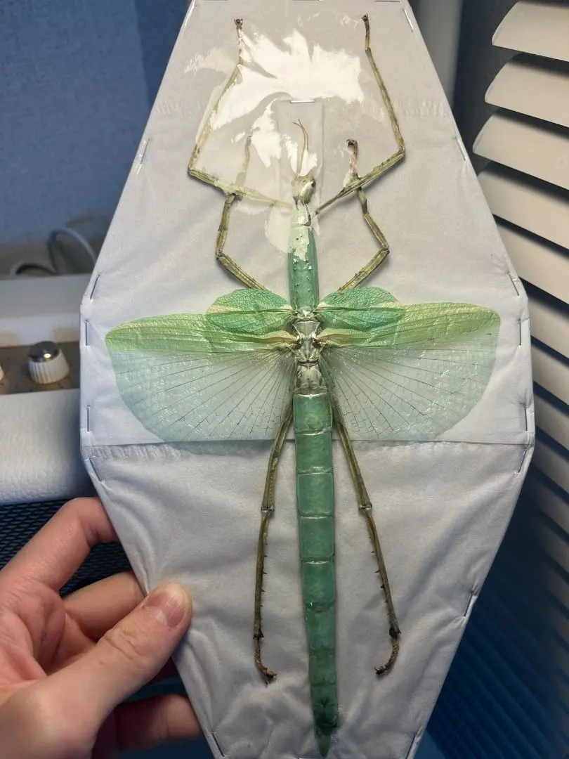 2026年最新】ゴライアス標本の人気アイテム - メルカリ