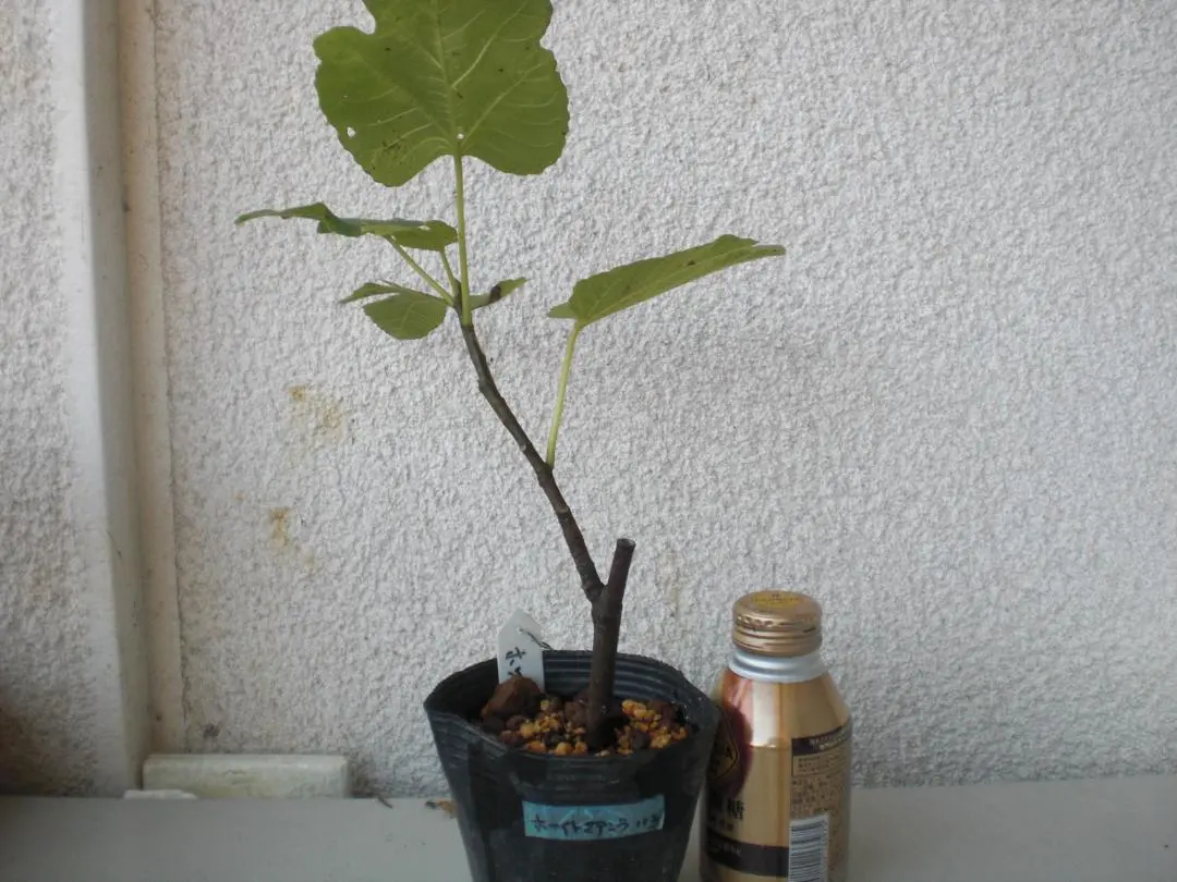 2026年最新】イチジク苗 ブラックマデイラの人気アイテム - メルカリ