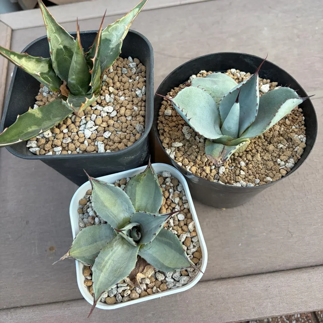 2026年最新】アガベ パリー トランカータ ハンティントンの人気