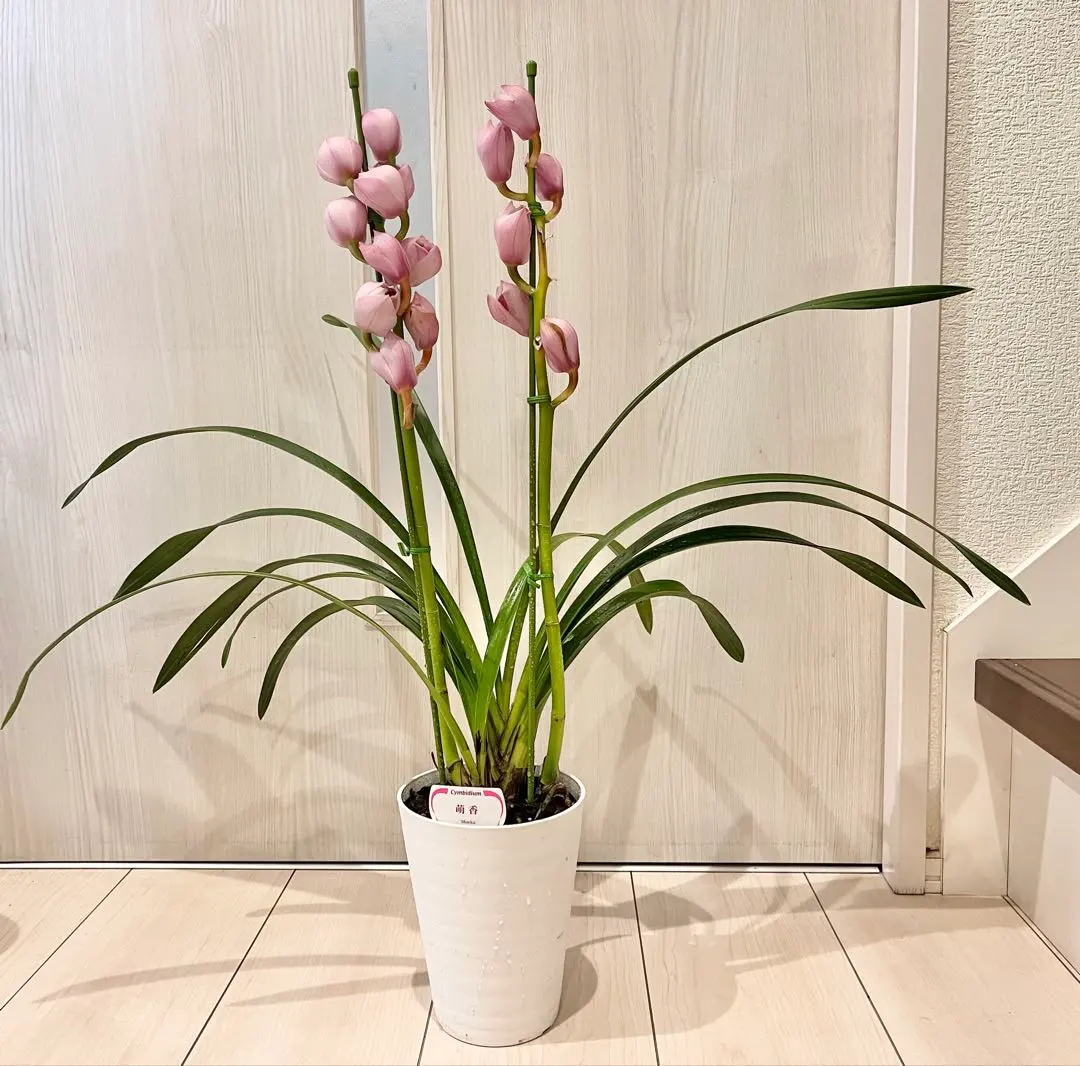 2026年最新】シンビジューム萌香の人気アイテム - メルカリ