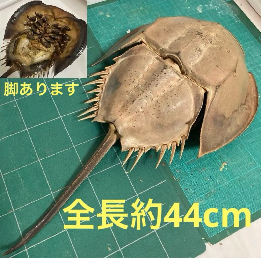 2026年最新】カブトガニ 標本の人気アイテム - メルカリ