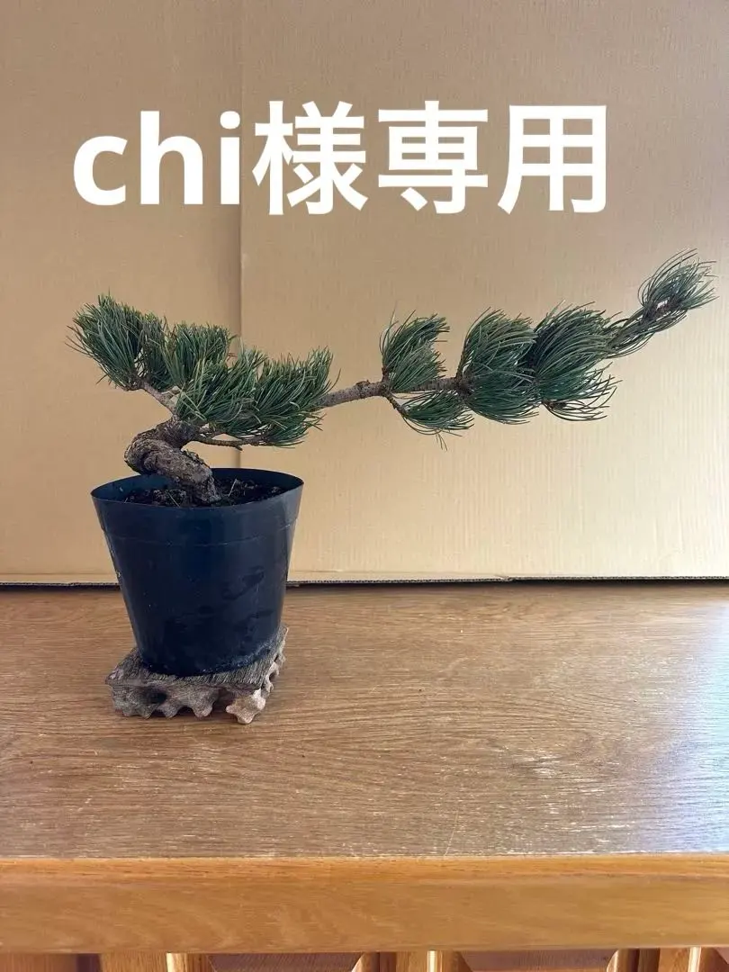 2026年最新】八房五葉松の人気アイテム - メルカリ