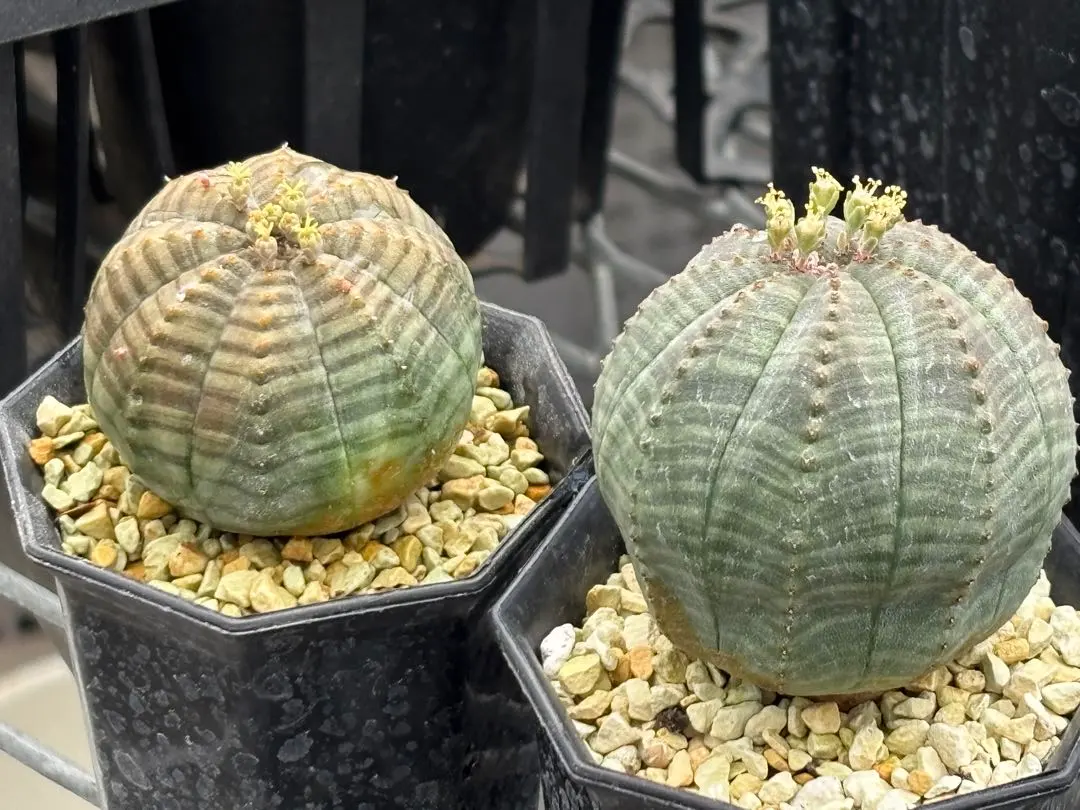 2026年最新】ユーフォルビア オベサ モンストの人気アイテム - メルカリ