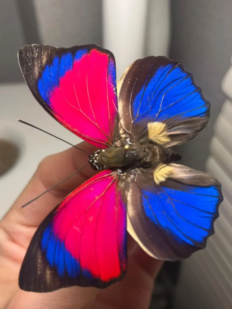 2026年最新】アグリアス 標本の人気アイテム - メルカリ