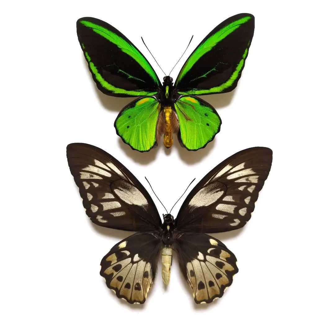 2026年最新】トリバネアゲハ 標本の人気アイテム - メルカリ