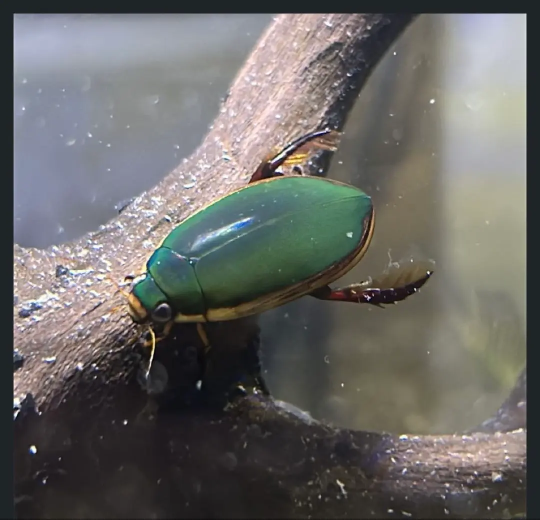2026年最新】コガタノゲンゴロウの人気アイテム - メルカリ