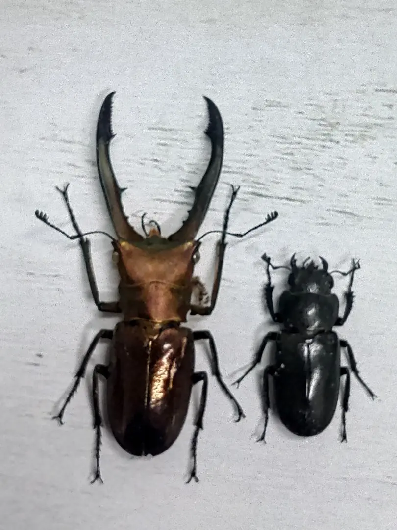 2026年最新】メタリフェル 標本の人気アイテム - メルカリ