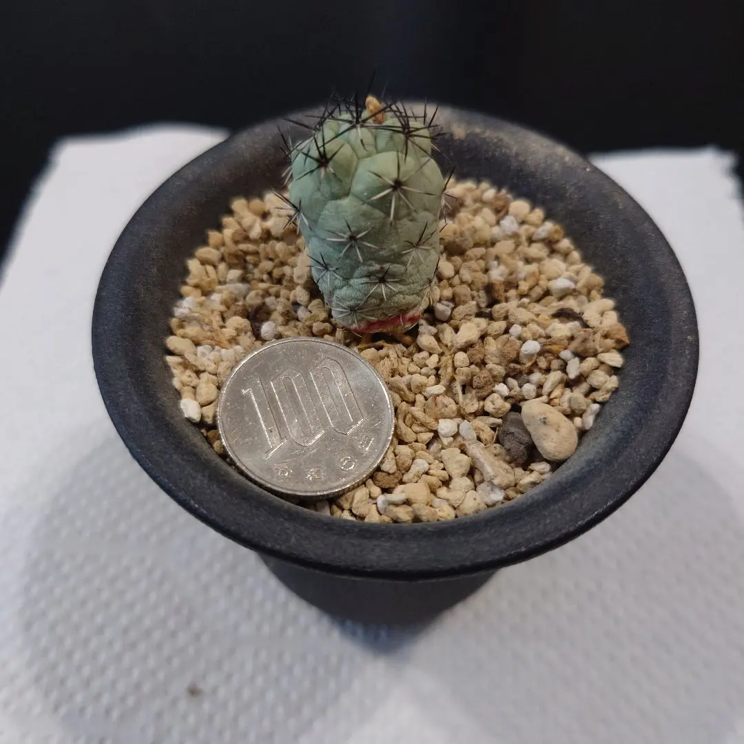 2026年最新】オルテゴカクタス、マクドガリーの人気アイテム - メルカリ