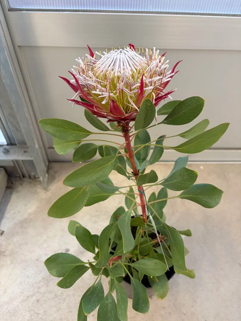 2026年最新】プロテア リトルプリンスの人気アイテム - メルカリ