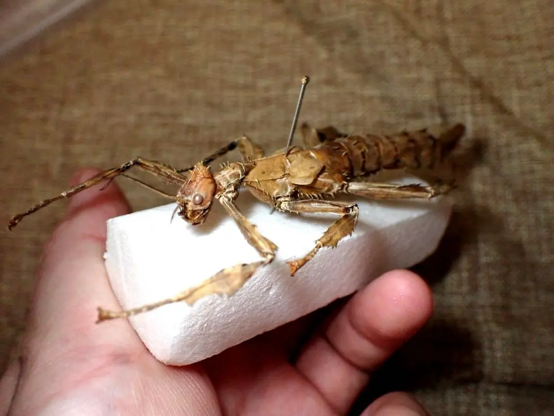 2026年最新】標本 ナナフシの人気アイテム - メルカリ