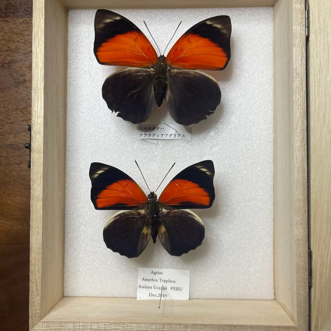 2026年最新】アグリアス 標本の人気アイテム - メルカリ