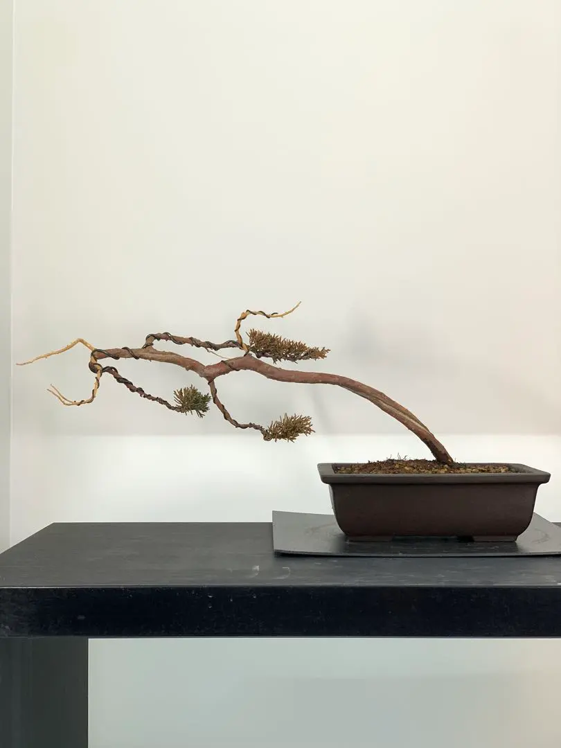 2026年最新】真柏 文人の人気アイテム - メルカリ