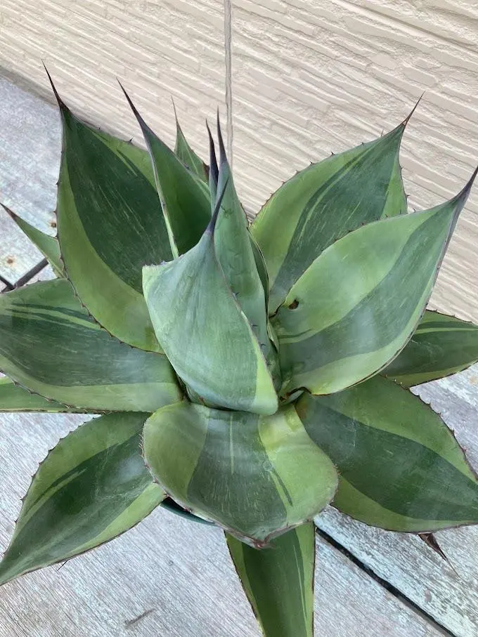 2026年最新】オバティフォリア キラーの人気アイテム - メルカリ