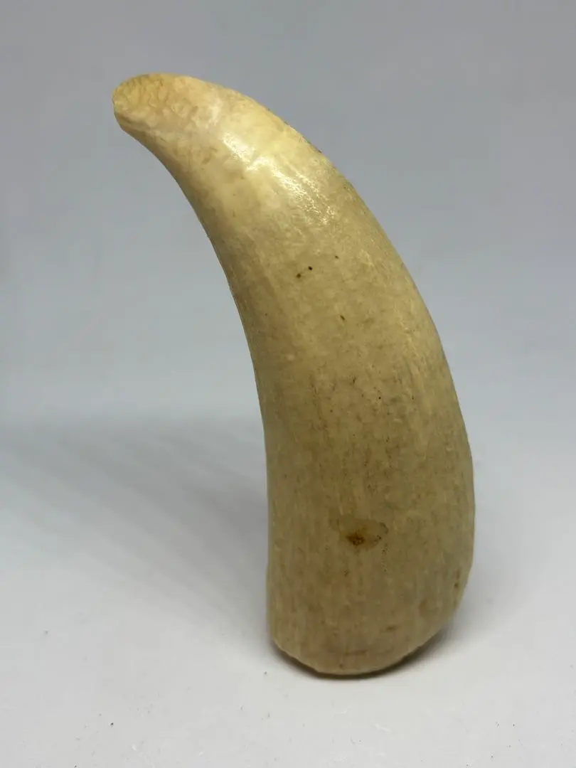 2026年最新】鯨の牙の人気アイテム - メルカリ