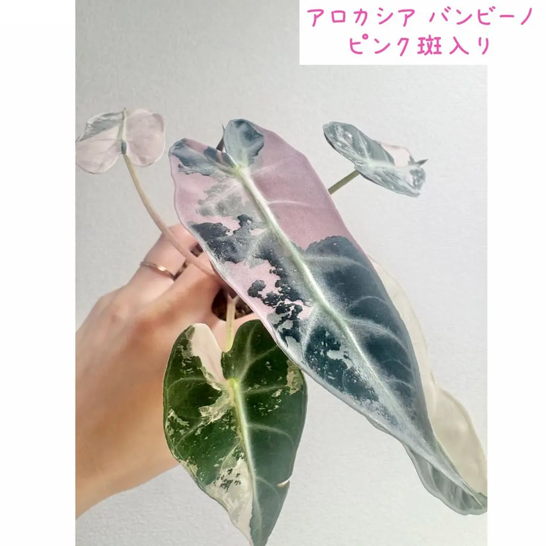 2026年最新】アロカシア バンビーノ ピンクの人気アイテム - メルカリ