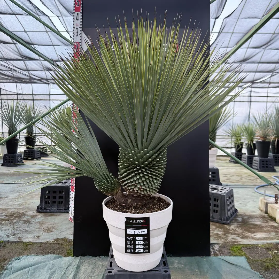 2026年最新】ロストラータ ヘッドの人気アイテム - メルカリ