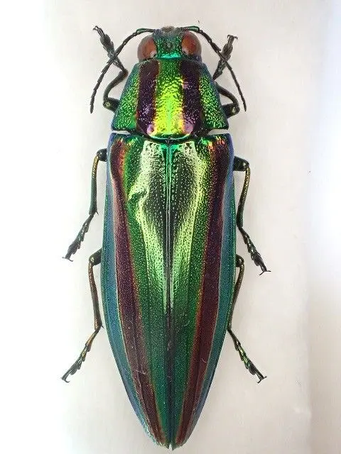 2026年最新】ルリタマムシの人気アイテム - メルカリ