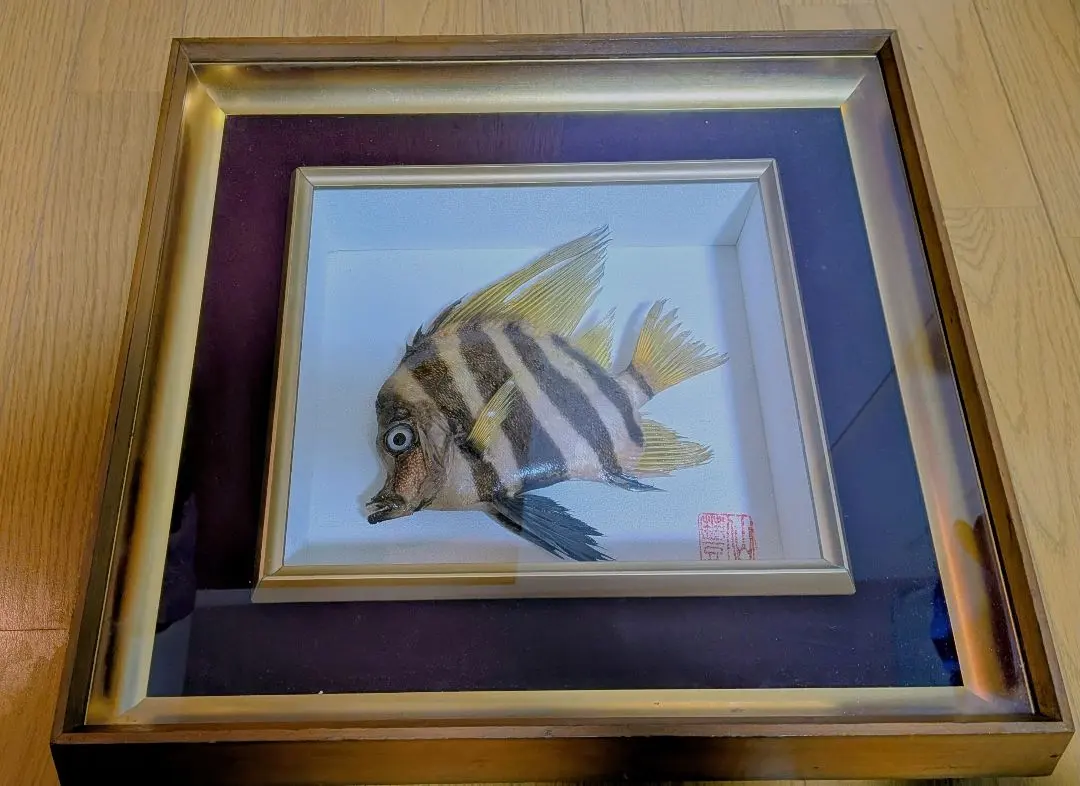 2026年最新】魚 剥製の人気アイテム - メルカリ