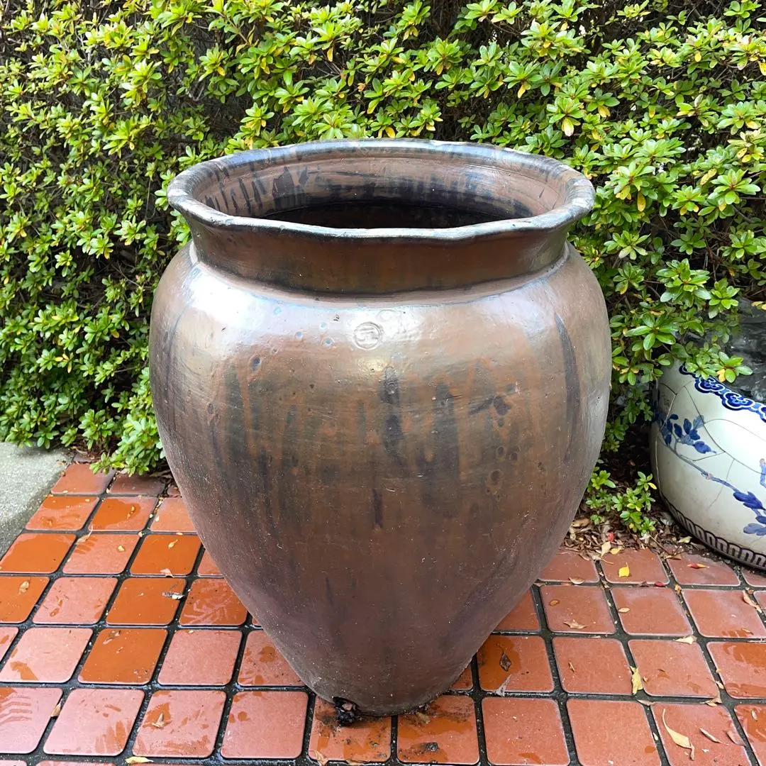 2026年最新】水瓶 めだかの人気アイテム - メルカリ