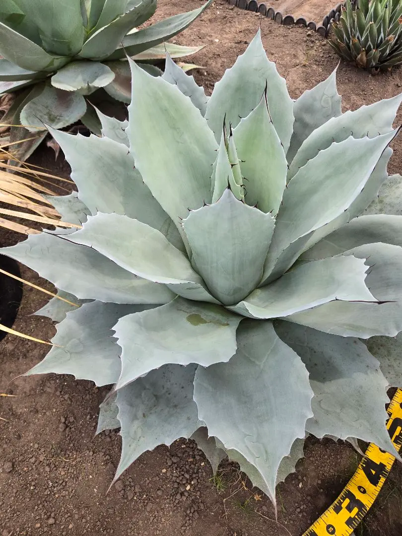 2026年最新】オバティフォリア フロスティブルーの人気アイテム - メルカリ