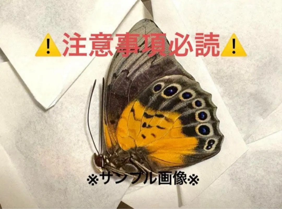 2026年最新】アグリアス 蝶 の人気アイテム - メルカリ