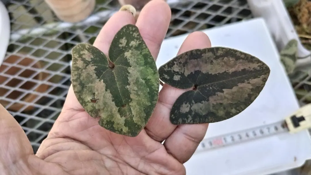 2026年最新】寒葵の人気アイテム - メルカリ