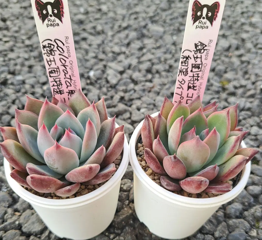 2026年最新】錦玉園 リンゼアナの人気アイテム - メルカリ