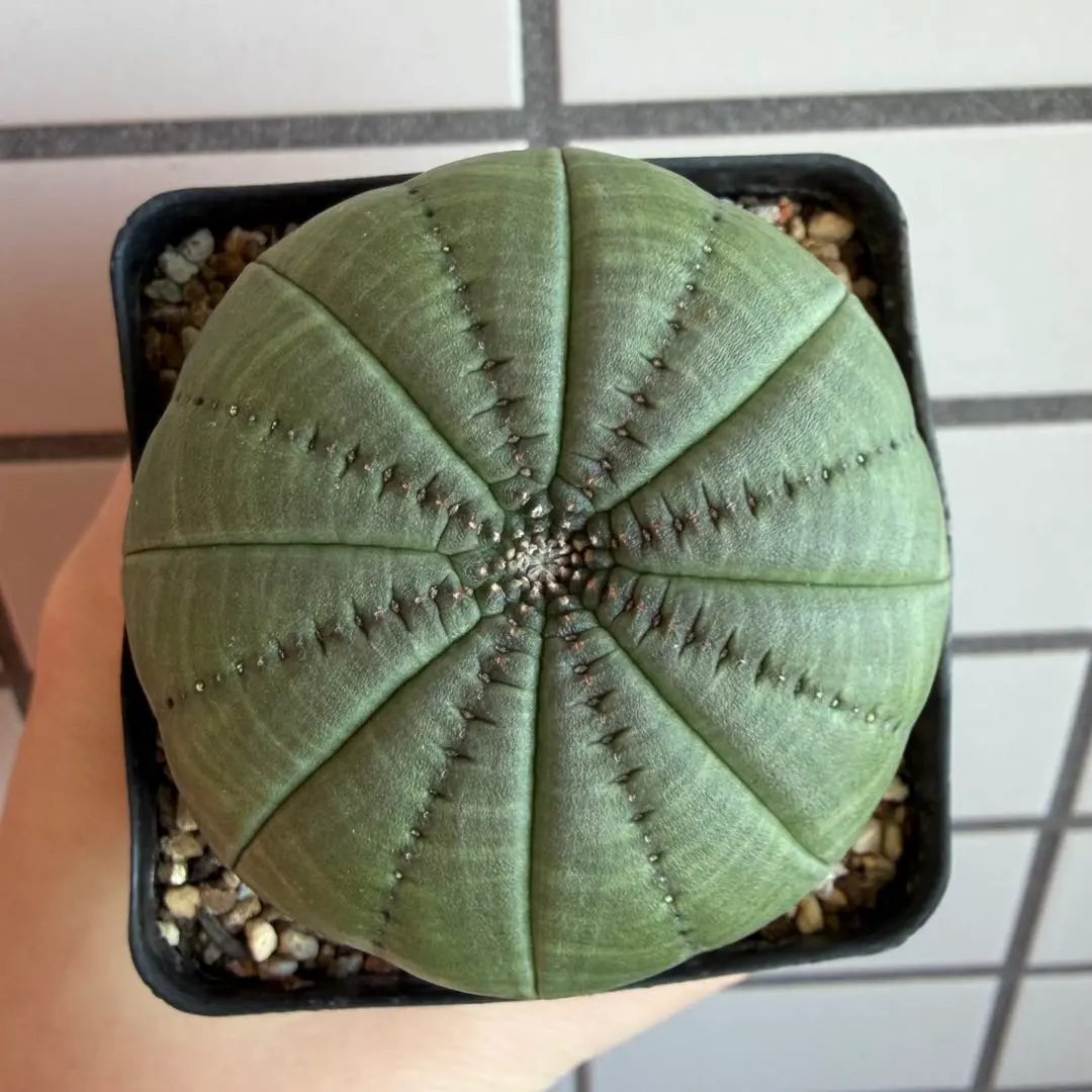 2026年最新】ユーフォルビア シンメトリカの人気アイテム - メルカリ