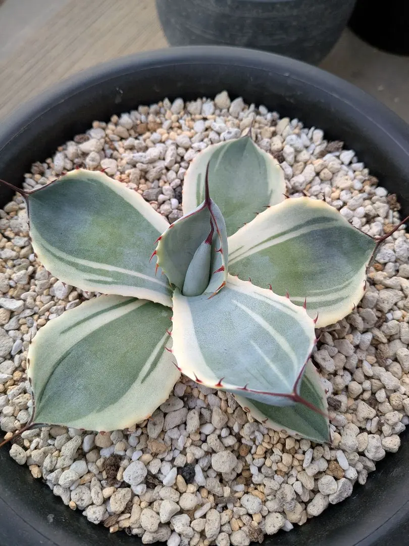 2026年最新】アガベ パリー トランカータ オリザバの人気アイテム