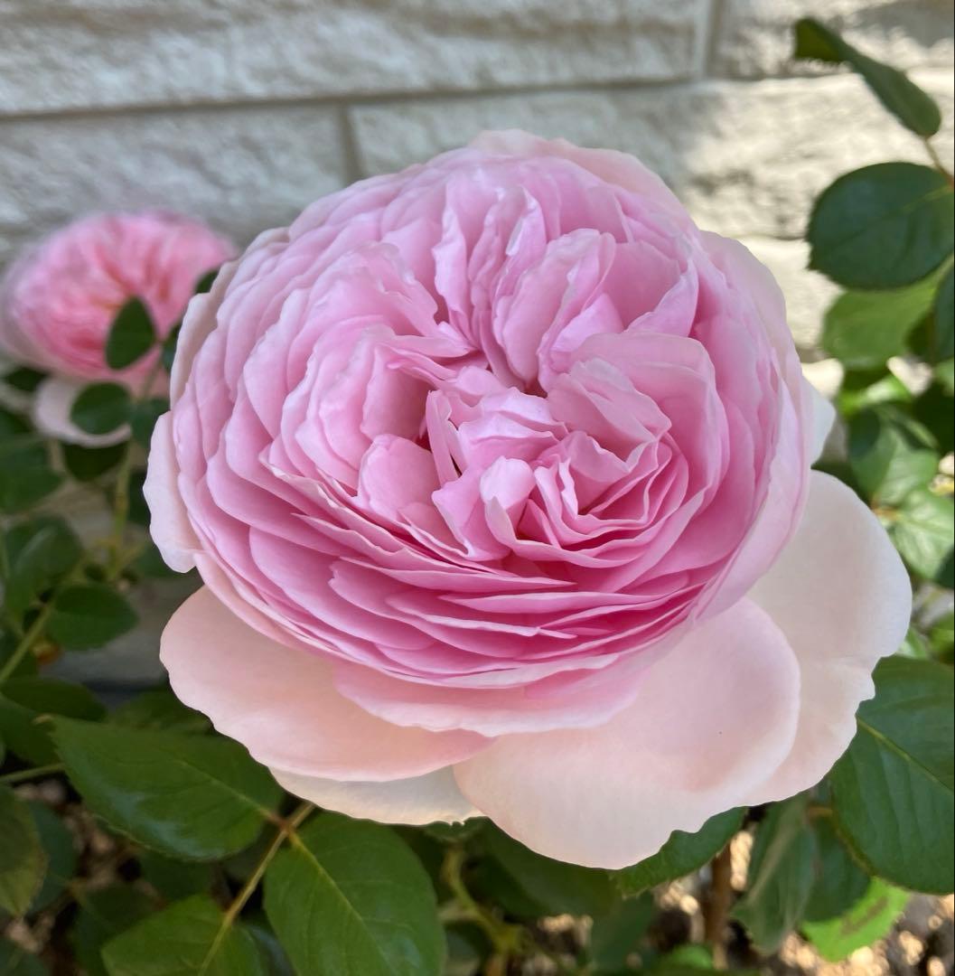 バラ苗 ジェフハミルトン 廃盤 イングリッシュローズ カップ咲き