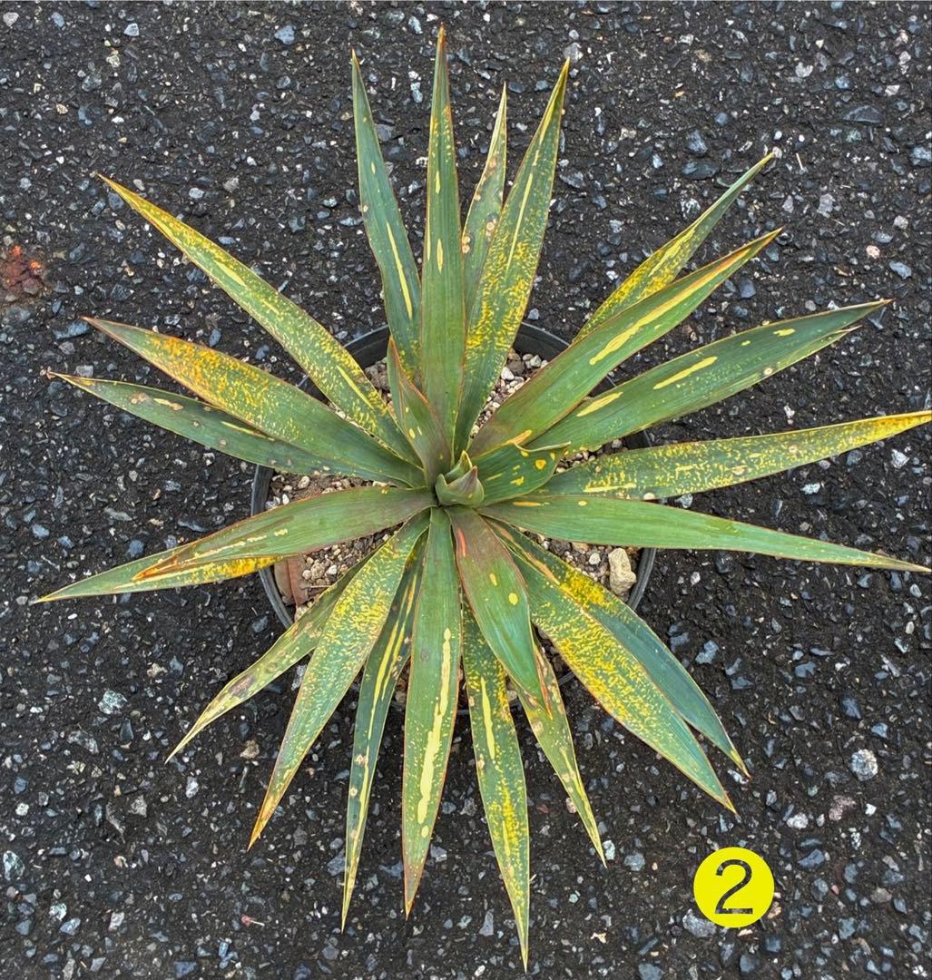 ユッカグロリオサ 散り斑 抜き苗 ➁ - メルカリ