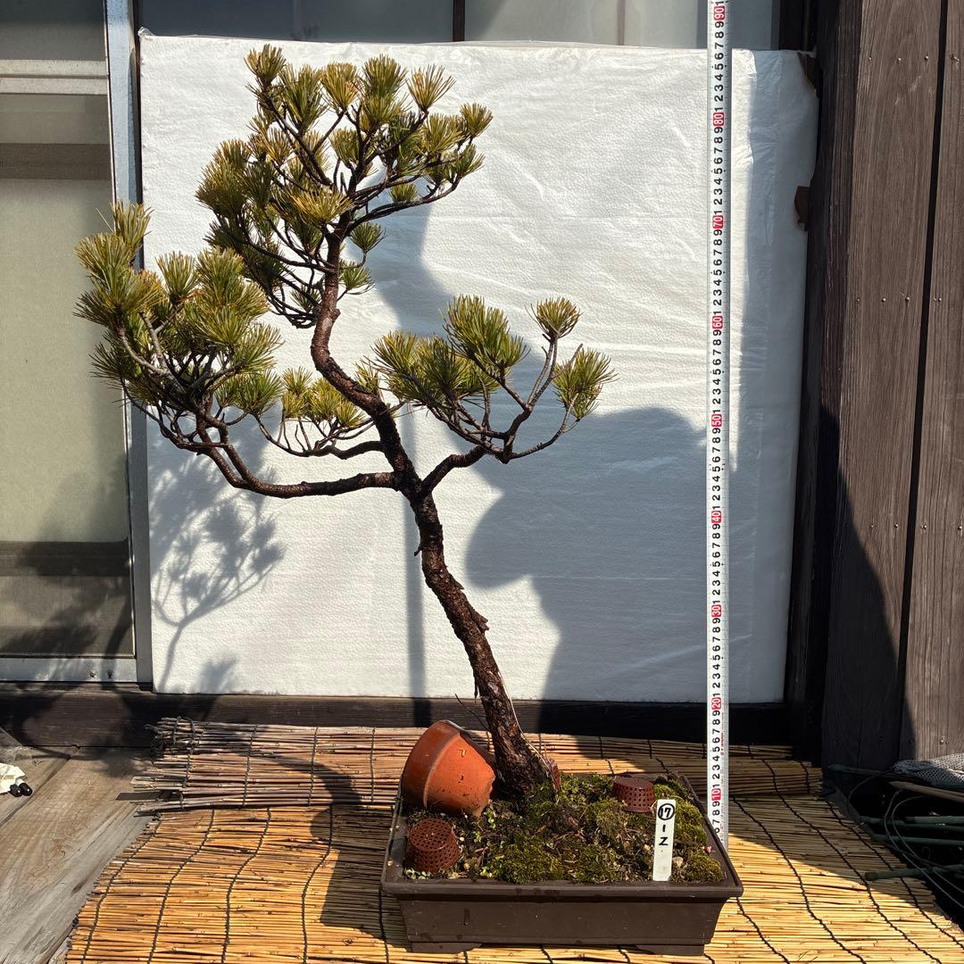 ☆盆栽☆ 赤石五葉松 Z-17 樹齢約50年以上 ☆愛媛県より発送☆ - メルカリ
