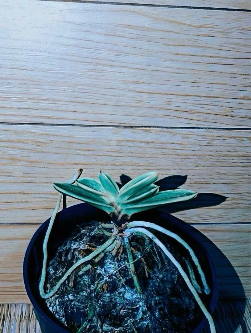 富貴蘭「当棚名：雪達磨」（東三河専門店名：白日夢） 定期便】特選産地米 3カ月コース（3月～5月お届け） | 商品詳細