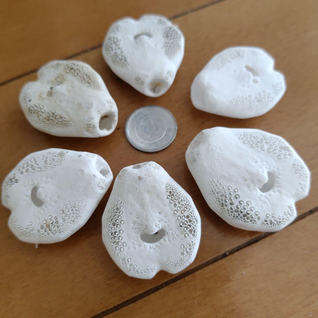 ヒラタブンブク ブンブク ウニ殻 標本 ビーチコーミング - メルカリ