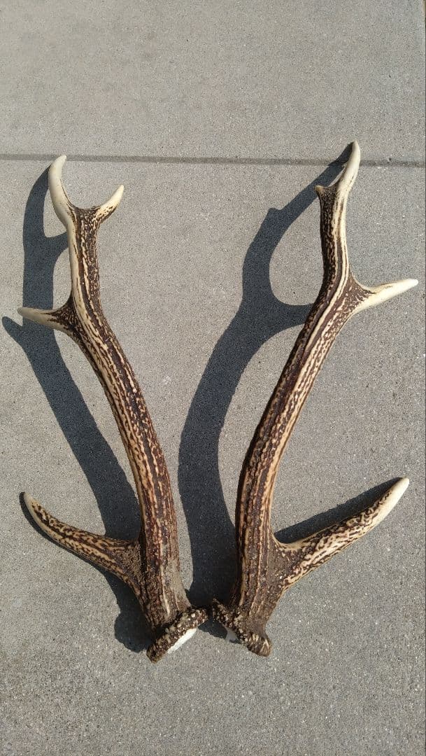 鹿の角 左右対 約45cm - メルカリ