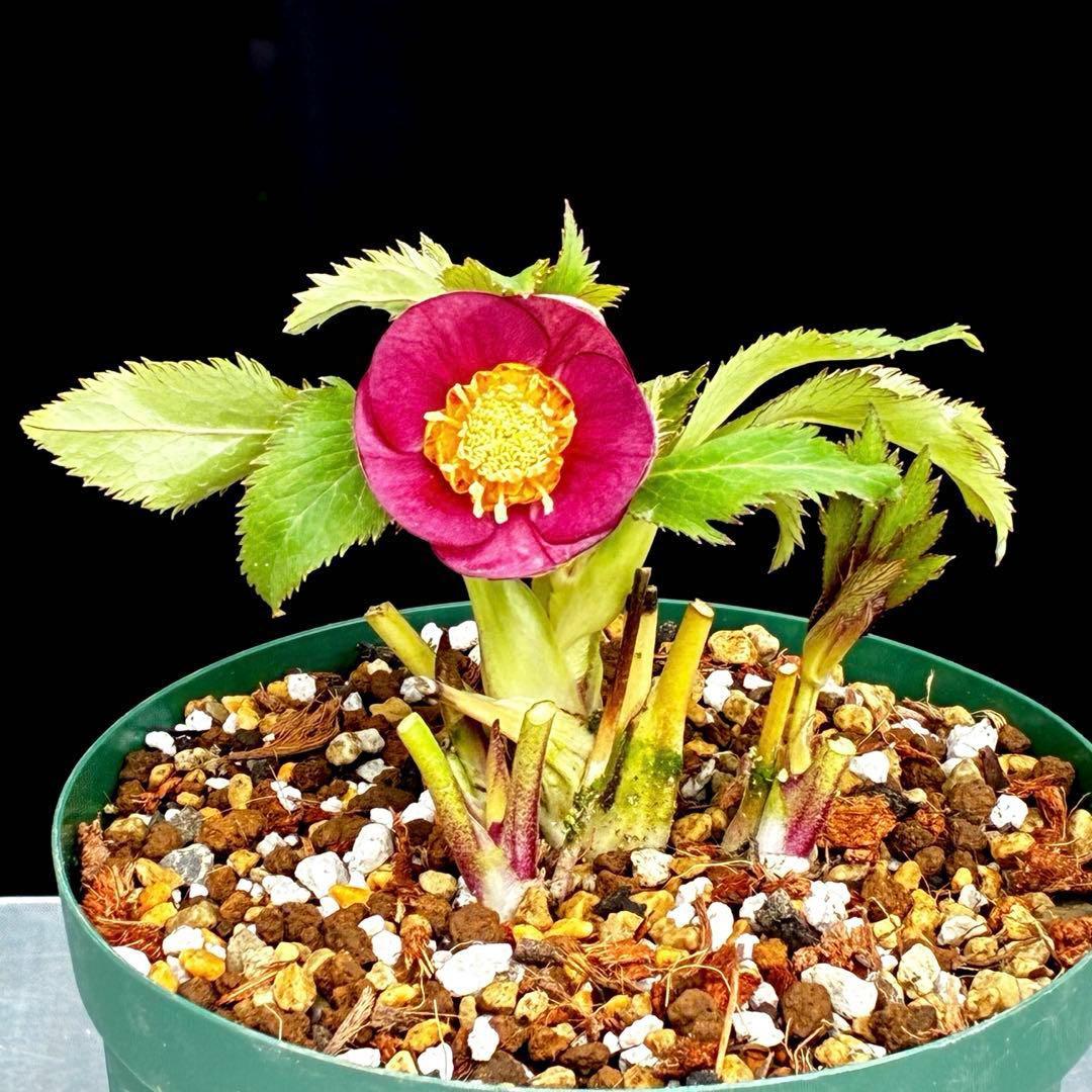 u*0様 541☘️蕾花タグ付☘️極上⭐️SD⭐️蜃気楼交配⭐️小輪⭐️紅赤/ゴ