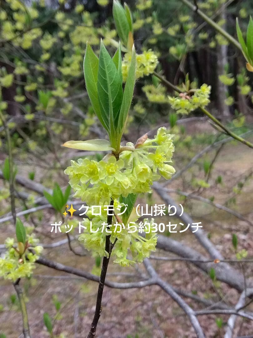 ✨️クロモジ（山採り）ポット下から約30センチ - メルカリ