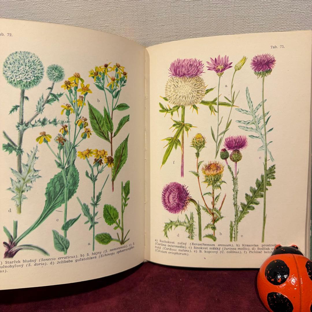 25②1965年チェコ植物図鑑 ジャンクジャーナル ボタンニカル 洋書古書